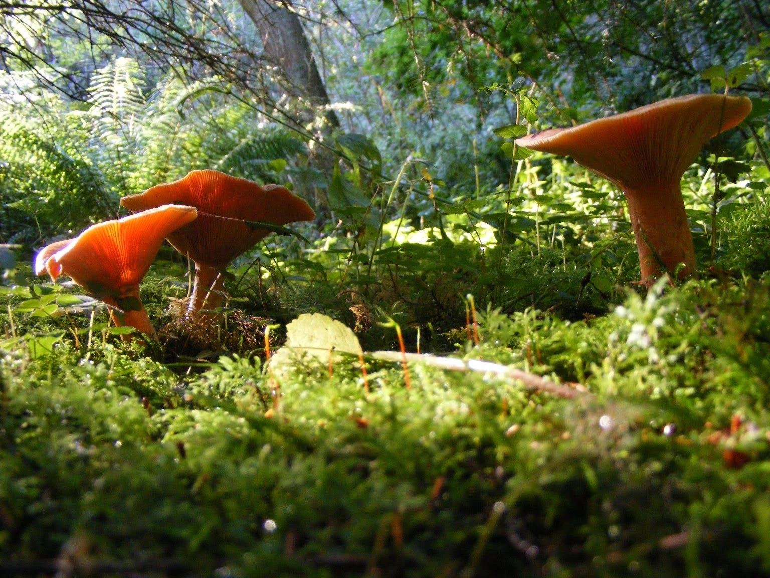r261-fairy-toadstools-17074830556147.jpeg
